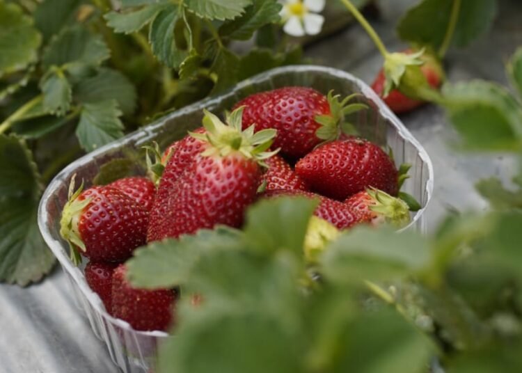 Strawberry fields forever: Agri-tourism event begins