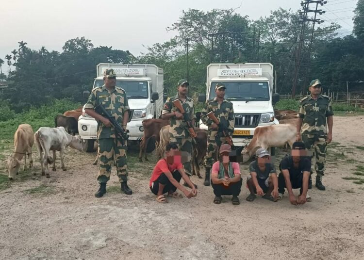 4 Indian cattle, sugar smugglers caught by BSF