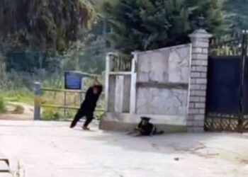 Animal lovers furious after sleeping dog attacked by armed boys
