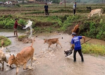 Raid Nongkharai holds cow washing ritual