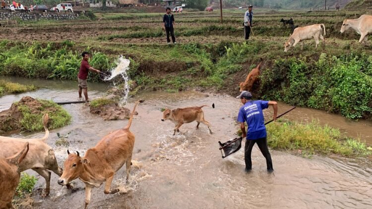 Raid Nongkharai holds cow washing ritual