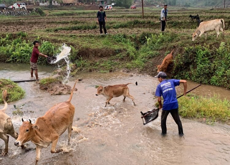Raid Nongkharai holds cow washing ritual