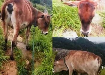 3 cows stolen from shed in Mawranglang