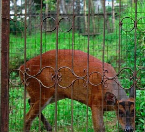 Govt to shift all animals to new zoo at Umtrew by June