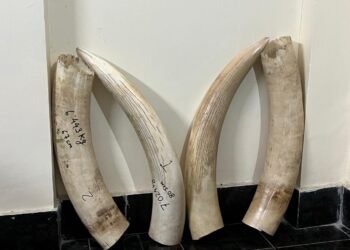 Custom office seizes over 28 kg elephant tusks, 1 booked