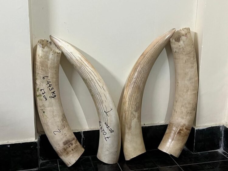 Custom office seizes over 28 kg elephant tusks, 1 booked