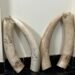 Custom office seizes over 28 kg elephant tusks, 1 booked