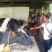 ICAR Tura conducts programme on sustainable dairy farming