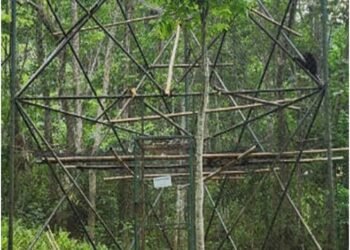 Hoolock Gibbons from Tura centre to be shifted to Umtrew zoo