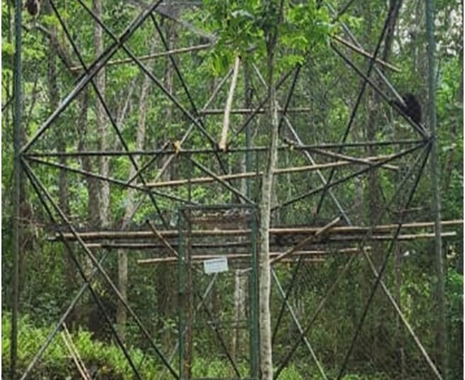 Hoolock Gibbons from Tura centre to be shifted to Umtrew zoo