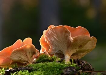 3 children die after consuming wild mushrooms