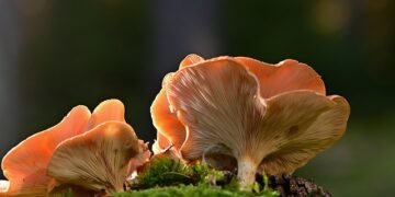 3 children die after consuming wild mushrooms