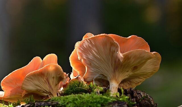 3 children die after consuming wild mushrooms