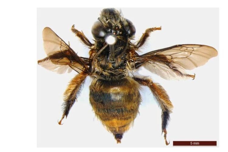 New Buzz: Cleptoparasitic bee species found in Ri Bhoi