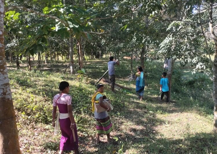 Garo villagers at peace after anti-elephant solar fence installation
