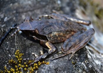 New species of horned frog discovered in Arunachal