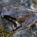 New species of horned frog discovered in Arunachal