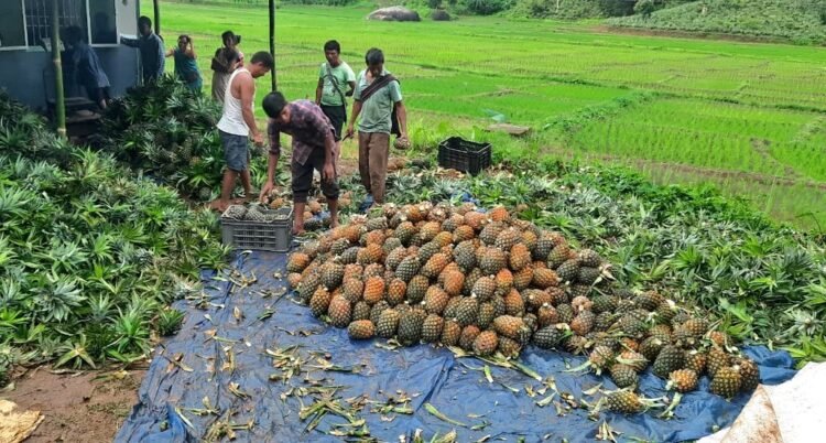 Meghalaya pineapples to be on sale at Delhi festival