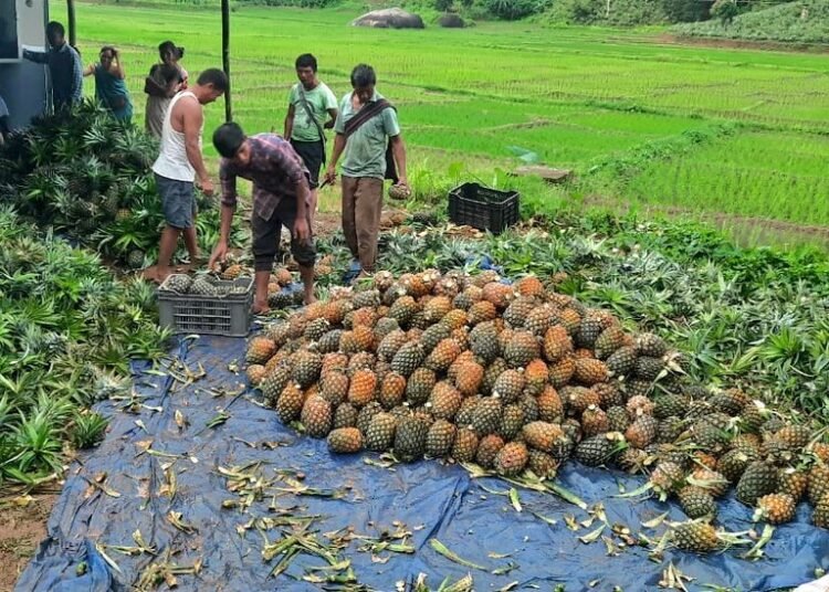 Meghalaya pineapples to be on sale at Delhi festival