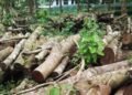 Pressure group claims Govt cut down trees to plant saplings