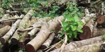 Pressure group claims Govt cut down trees to plant saplings
