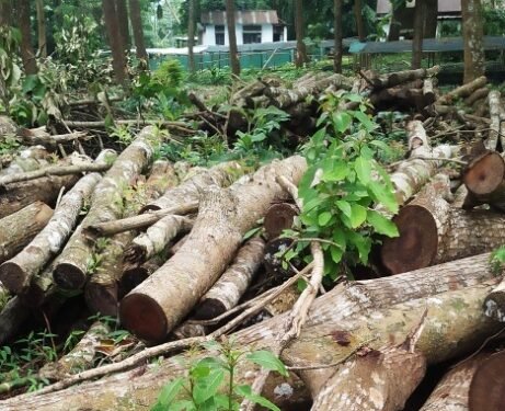 Pressure group claims Govt cut down trees to plant saplings