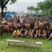 BSF foils attempt to smuggle cattle, 6 nabbed