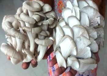 Mushroom Cultivation an Alternate Source of Income Generation for Farmers of Meghalaya