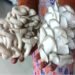 Mushroom Cultivation an Alternate Source of Income Generation for Farmers of Meghalaya