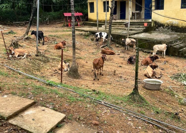 BSF thwarts cattle, sugar smuggling bids