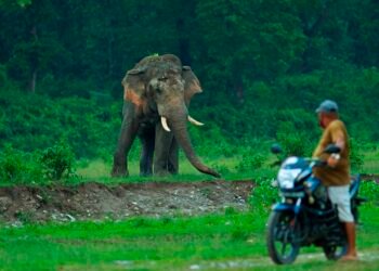 ‘HaatiApp’ warning system to avert human-elephant conflict