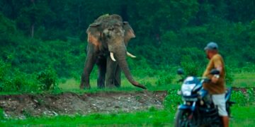 ‘HaatiApp’ warning system to avert human-elephant conflict
