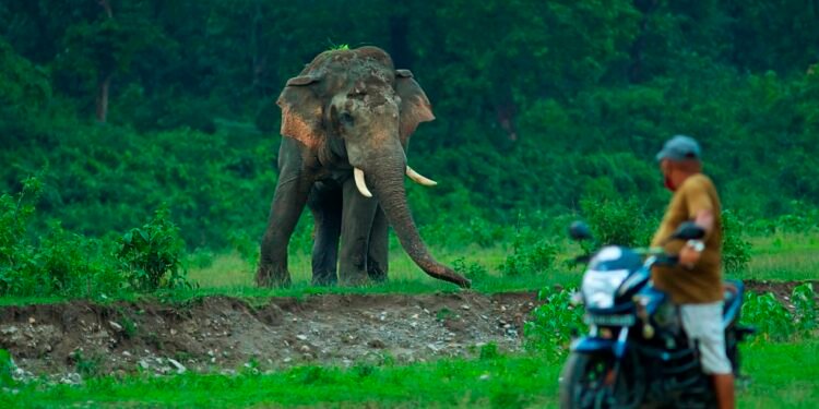 ‘HaatiApp’ warning system to avert human-elephant conflict