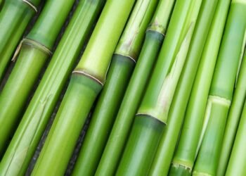 Reinforcing bamboo fence: Lyngkhong villagers on edge after B’desh unrest