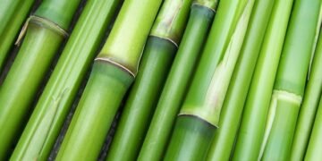 Reinforcing bamboo fence: Lyngkhong villagers on edge after B’desh unrest