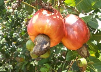 ICAR trains Garo Hills farmers on ‘scientific cultivation of cashew