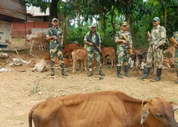 BSF rescues 64 cattle, foils sugar smuggling attempt