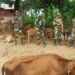 BSF rescues 64 cattle, foils sugar smuggling attempt
