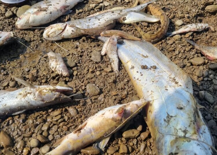 Fish poisoned in Umkiang river, locals blame Bangladeshis