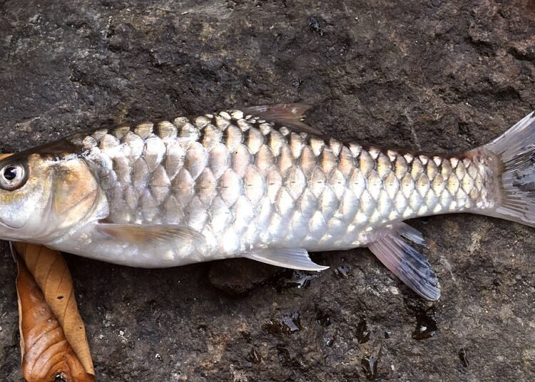 ICAR & NEHU take initiative to protect endangered Golden Mahseer