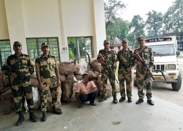 BSF seize buffalo horns, liquor worth Rs 13 lakhs