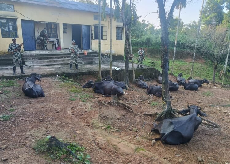 Buffaloes for smuggling rescued