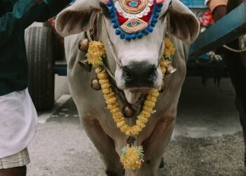 Ban cow yatra or face beef picnic: TUR to Govt