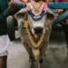 Ban cow yatra or face beef picnic: TUR to Govt