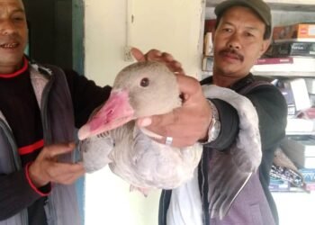 Thousands of mysterious geese arrive in Klew village