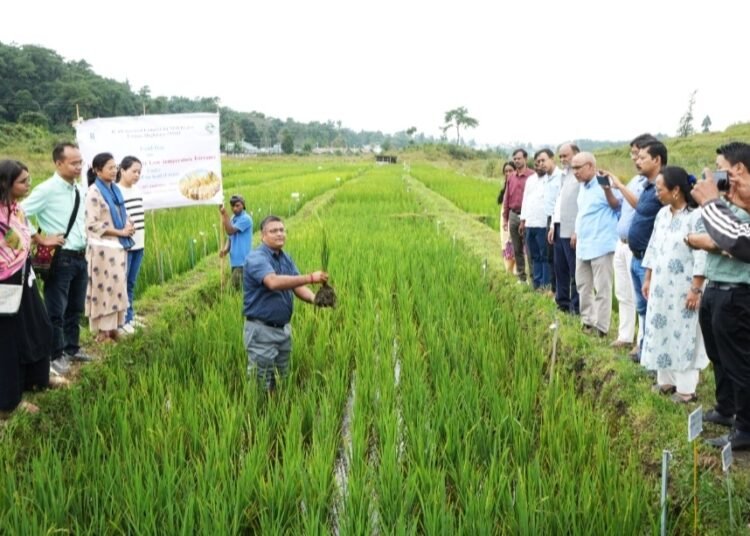 ICAR holds field day on rice for low temperatures