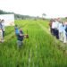 ICAR holds field day on rice for low temperatures