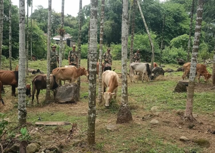 BSF thwarts cattle & sugar smuggling attempts on IB