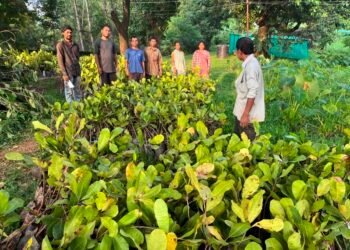 FPCs in WGH get high yield cashew saplings