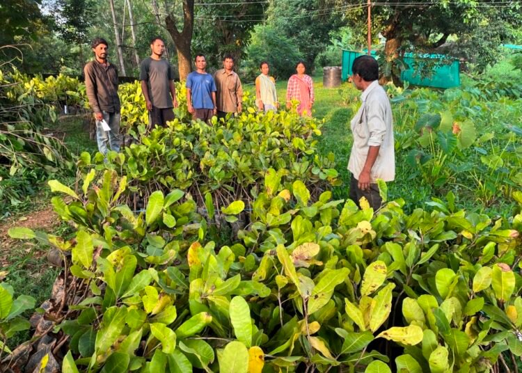 FPCs in WGH get high yield cashew saplings